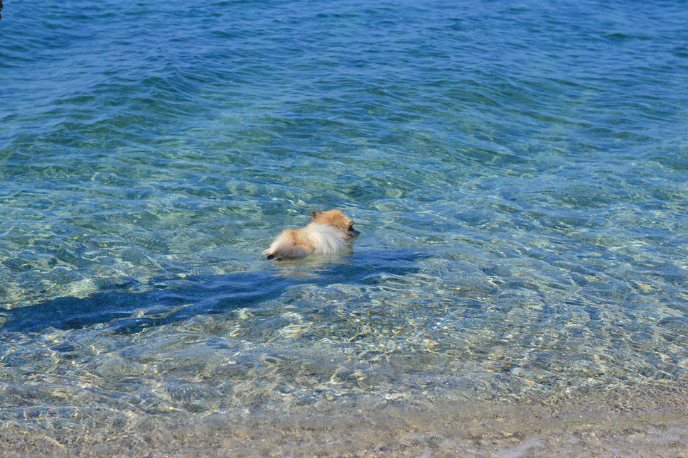 Beach-Life