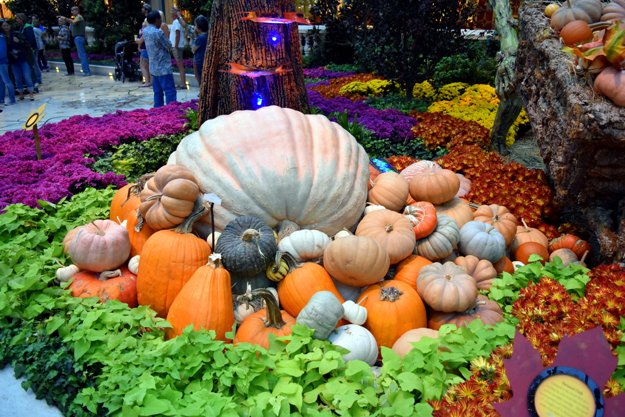 Bellagio-Gardens-Fall-2015