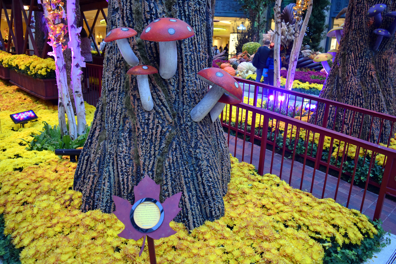Fall-in-Bellagio-2015